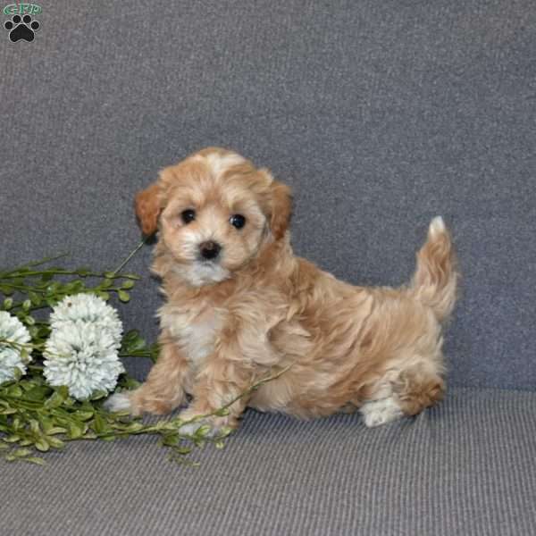 Blossom, Maltipoo Puppy