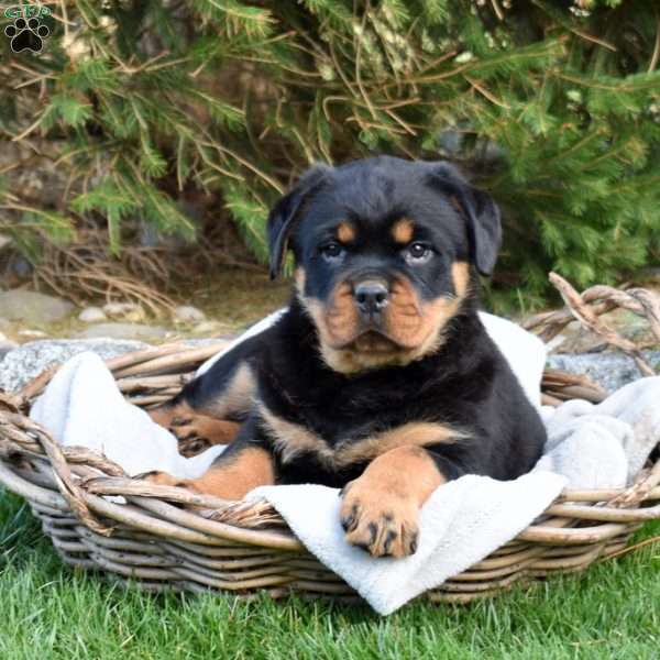 Blossom, Rottweiler Puppy