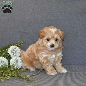 Blossom, Maltipoo Puppy