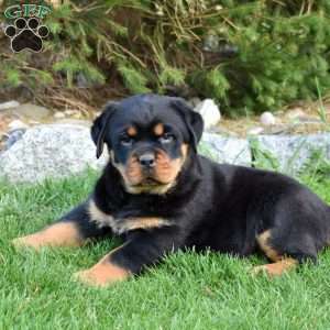 Blossom, Rottweiler Puppy