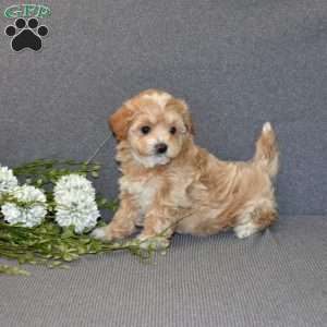 Blossom, Maltipoo Puppy