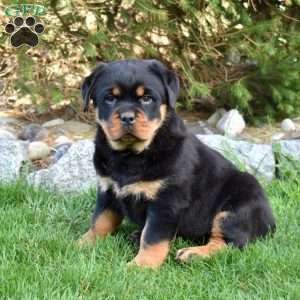 Blossom, Rottweiler Puppy
