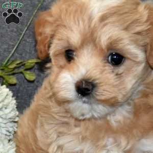 Blossom, Maltipoo Puppy
