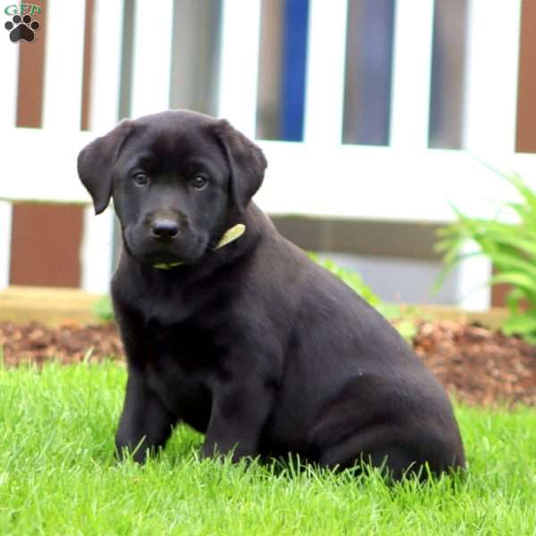 Blossom, Black Labrador Retriever Puppy