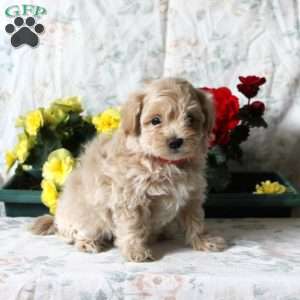 Blossom, Maltipoo Puppy