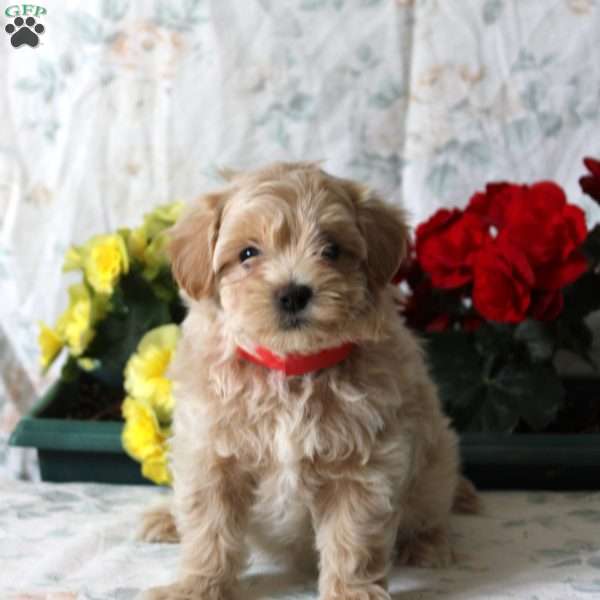 Blossom, Maltipoo Puppy