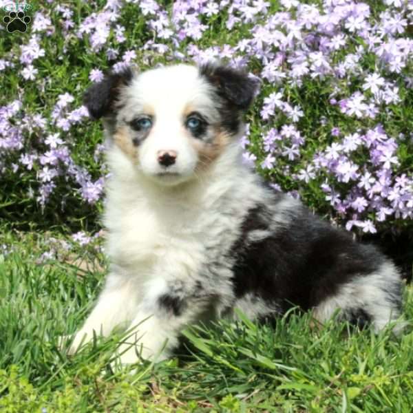 Bluebell, Australian Shepherd Puppy