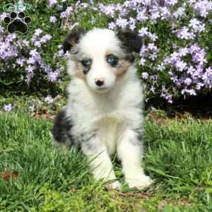 Bluebell, Australian Shepherd Puppy