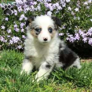Bluebell, Australian Shepherd Puppy