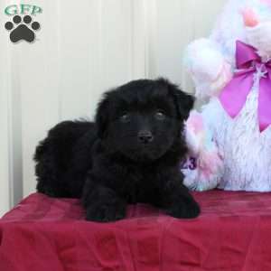 Bluebell, Mini Labradoodle Puppy