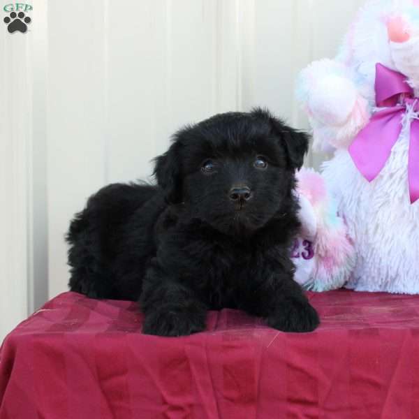 Bluebell, Mini Labradoodle Puppy