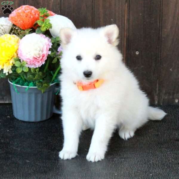 Bo, German Shepherd Mix Puppy