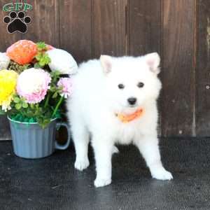 Bo, German Shepherd Mix Puppy