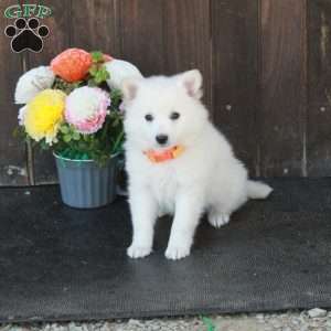 Bo, German Shepherd Mix Puppy