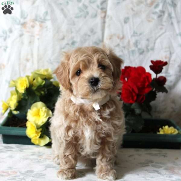 Bolt, Maltipoo Puppy