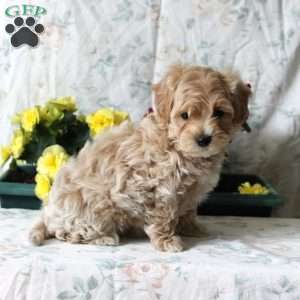 Bolt, Maltipoo Puppy
