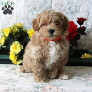 Booker, Maltipoo Puppy