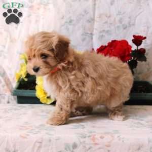 Booker, Maltipoo Puppy
