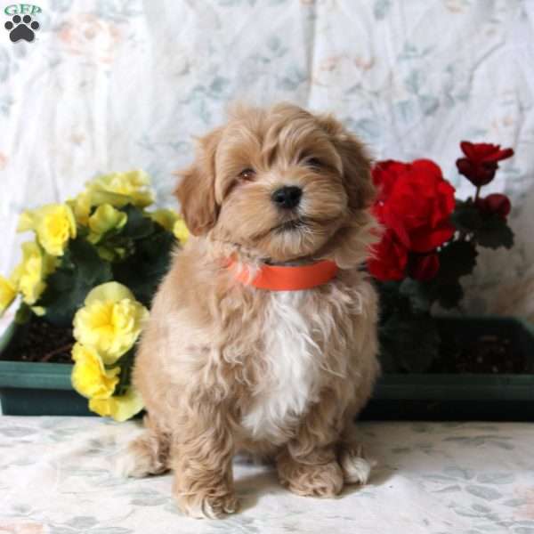 Booker, Maltipoo Puppy