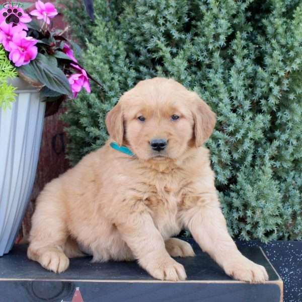 Boomer, Golden Retriever Puppy