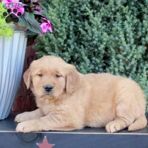 Boomer, Golden Retriever Puppy
