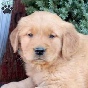Boomer, Golden Retriever Puppy