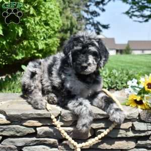 Boulder, Rottie-Poo Puppy