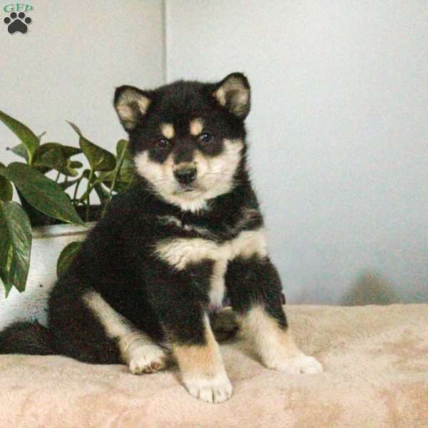 Bouncer, Shiba Inu Mix Puppy