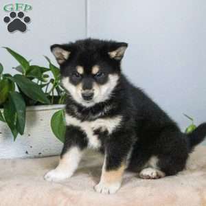 Bouncer, Shiba Inu Mix Puppy