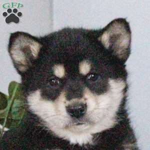 Bouncer, Shiba Inu Mix Puppy