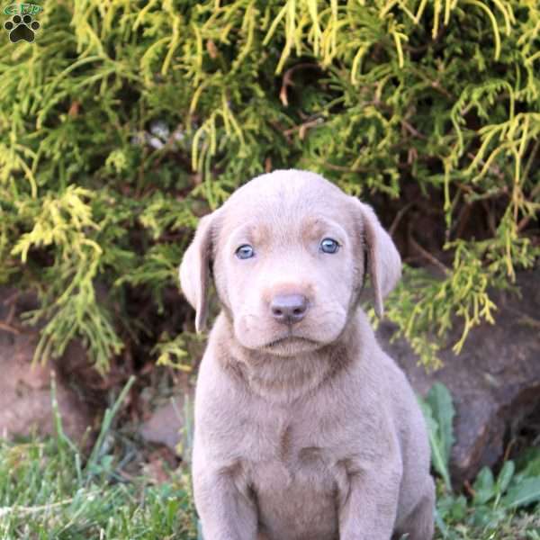 Bowie, Silver Labrador Retriever Puppy