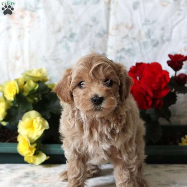 Brandy, Maltipoo Puppy