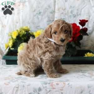 Brandy, Maltipoo Puppy