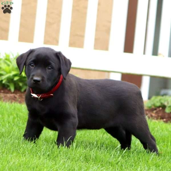 Brenda, Black Labrador Retriever Puppy