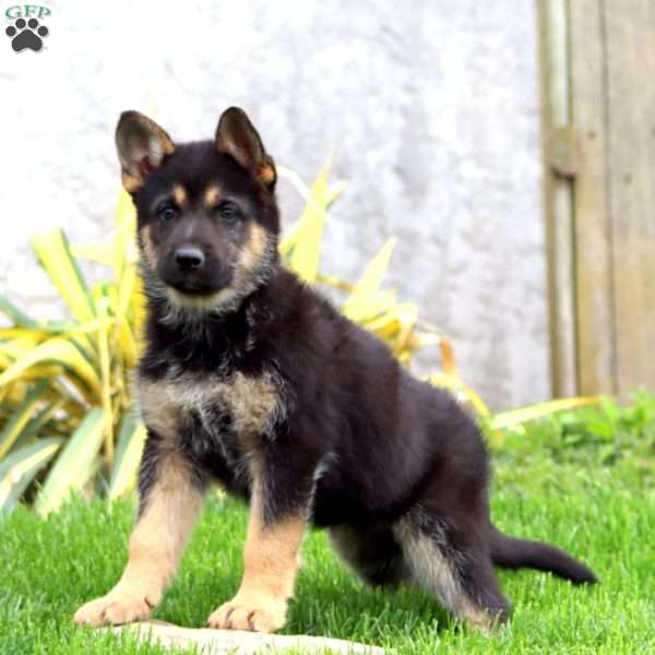 Brenda, German Shepherd Puppy