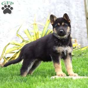 Brenda, German Shepherd Puppy