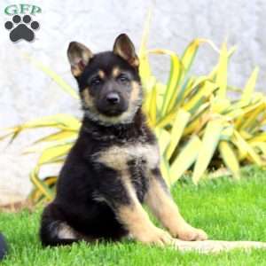 Brenda, German Shepherd Puppy