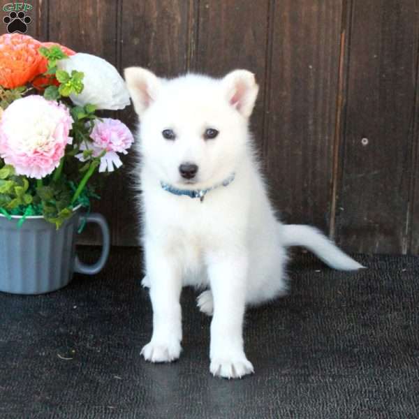 Bria, German Shepherd Mix Puppy