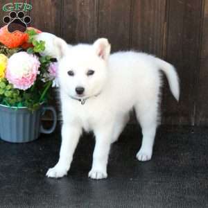 Bria, German Shepherd Mix Puppy
