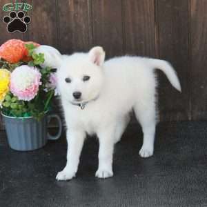 Bria, German Shepherd Mix Puppy