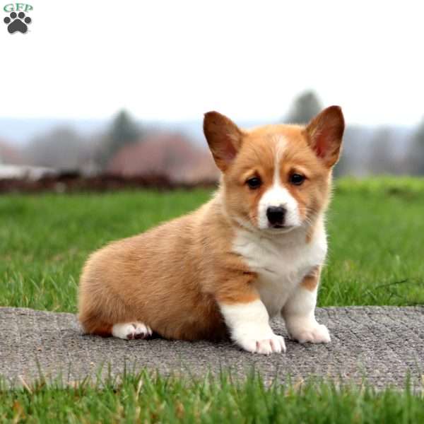 Brianna, Pembroke Welsh Corgi Puppy