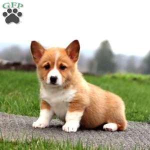 Brianna, Pembroke Welsh Corgi Puppy