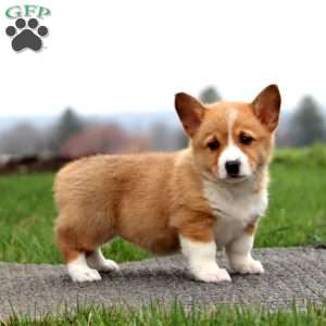 Brianna, Pembroke Welsh Corgi Puppy