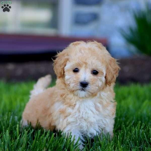 Brie, Maltipoo Puppy
