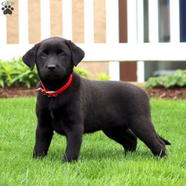 Brie, Black Labrador Retriever Puppy