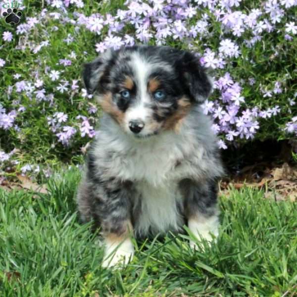 Brielle, Australian Shepherd Puppy