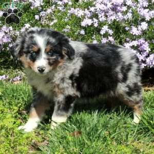 Brielle, Australian Shepherd Puppy