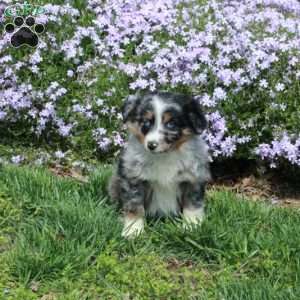 Brielle, Australian Shepherd Puppy