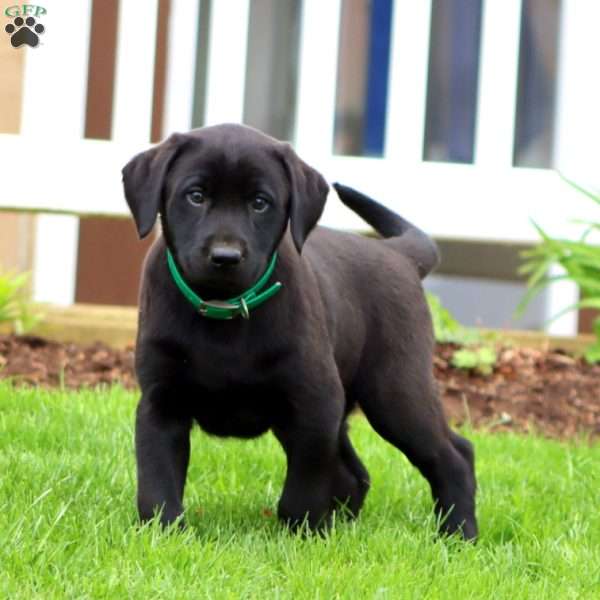 Britney, Black Labrador Retriever Puppy