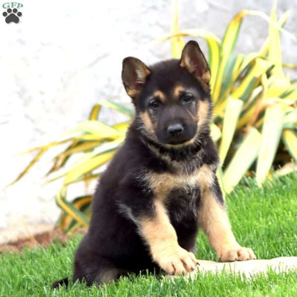 Britney, German Shepherd Puppy